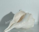 Valampuri Conch (Sangu)/வலம்புரி சங்கு