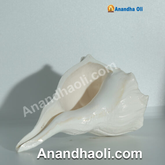 Valampuri Conch (Sangu)/வலம்புரி சங்கு