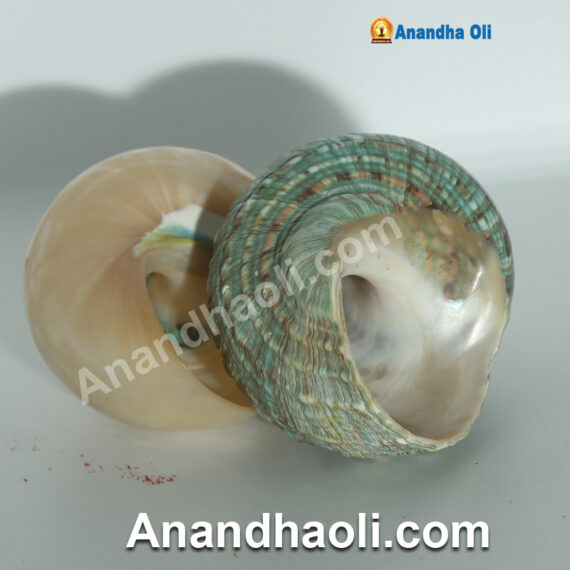 Green shell conch - பச்சை கூடு சங்கு