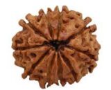 Rudraksha 8 face - Rudraksha 9 face - 9 முக ருத்ராட்சம்8 முக ருத்ராட்சம்