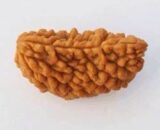 Rudraksha 1 face /1 முக ருத்ராட்சம்